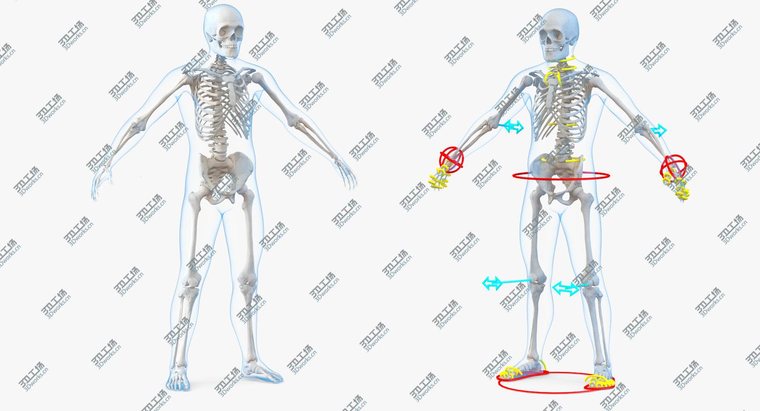 images/goods_img/20210319/Male  and Female Bodies with Skeletons Rigged Collection 3D/5.jpg